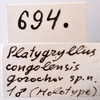 CollectionObject 1538160; c809841c-18cd-422a-b56f-b3290ea49a0c: labels (holotype). (CollectionObject).
