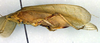 CollectionObject 1500359; 1e6425e4-6217-4a85-a8ea-c7ecbdc59bd9, DORSA BTmicspiHTF: female (holotype). (CollectionObject).