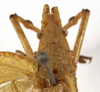 CollectionObject 1529720; f7261acd-c537-4a0e-8e96-0edf53602954: male head and pronotum, dorsal view (holotype). (CollectionObject).