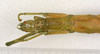 CollectionObject 1578775; a4870e64-5fe8-4a7f-bf65-4a907223154a: copyright ZMUH, Hamburg. female: head & thorax, dorsal view (paratype). (CollectionObject).