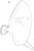 Neomenocria advena (Spinola, 1839): (Otu).