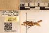 CollectionObject 1499870; 2471facb-af8e-4d18-b78d-d926630317a6: Male. Holotype. (CollectionObject).