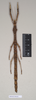 CollectionObject 1559490; dea99648-272c-4cb4-ad25-8011f635fffe: copyright Natural History Museum, London. female of synonym Lonchodes megabeast (paratype). (CollectionObject).;CollectionObject 1559491; 4fdcf7e7-ecb2-4223-a4b5-815c99f9356c: copyright Natural History Museum, London. female of synonym Lonchodes megabeast (paratype). (CollectionObject).