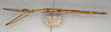 CollectionObject 1560889; 5b09059c-e87c-4cee-a21d-1f895b3cafc8: copyright NMW, Vienna. female, lateral view (syntype). (CollectionObject).;CollectionObject 1560890; 80866349-f4c6-4918-991c-fa457a168a39: copyright NMW, Vienna. female, lateral view (syntype). (CollectionObject).