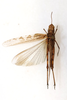 CollectionObject 1594424; b68e04e7-b366-4e9d-b9e6-3b7ee6b27cce: female, dorsal view (paratype). (CollectionObject).