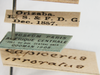 Other: !! display not done !! on Copicerus irroratus Swartz, 1802: (Observation).