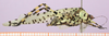 CollectionObject 1496447; 1e0dcbdf-084a-4d26-8d92-32dcd963ce4f: male, lateral view. (CollectionObject).