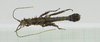 CollectionObject 1573606; 91436a8c-75a2-4e83-90ef-66985fa9cc08: Copyright © Instituto de Ciencias Naturales (ICN). male, dorsal view (paratype). (CollectionObject).;CollectionObject 1573607; 02b3f433-2f6f-4430-9717-b0d699dab63a: Copyright © Instituto de Ciencias Naturales (ICN). male, dorsal view (paratype). (CollectionObject).
