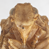 Head on Exoma robusta (Uhler, 1901): (Observation).