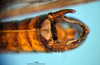 CollectionObject 1521395; fed78c2e-1964-49f5-b08c-913c7712c955: male abdomen tip (lectotype). (CollectionObject).