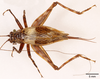 CollectionObject 1585736; 2407d866-9c5f-40a9-9774-1d464c781bda: female, dorsal view (paratype). (CollectionObject).