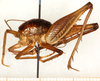 CollectionObject 1499230; 76d7d00c-0693-46df-9302-1681b8fd8e83: male, lateral view (holotype). (CollectionObject).