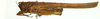 CollectionObject 1586193; 5b1db084-3f18-4d3f-8070-b9802157412e: female, lateral view. (CollectionObject).