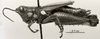 CollectionObject 1524880; 0b18d1c4-9a8c-4b4e-ba55-0ebe917bd088: Image C.S. Carbonell. female, lateral view (holotype). (CollectionObject).