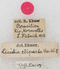 CollectionObject 1533013; d95a9058-2ae7-4ed4-a651-75906256e2b8: labels. (CollectionObject).