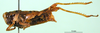 CollectionObject 1502507; 560779e0-2b26-489f-ba56-c6287ea2dd03, DORSA BA000546S04: female, lateral view (syntype). (CollectionObject).