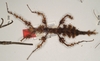 CollectionObject 1562296; 0bd61acf-dea1-40a4-abaa-e9a76976d357: copyright OUMNH. female of Ceroys laciniatus (holotype). (CollectionObject).