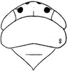 Head: !! display not done !! on Davisonia major (Dorst, 1931): head, dorsally. (Observation).