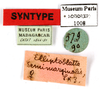 CollectionObject 1587144; MNHN(SF IMPORT DUPLICATE) MNHN-EP-EP1008, a9097de2-4855-476d-9d8b-e8c6f8ffee51: CC BY-NC-ND 4.0/MNHN - Depraetere Marion - 2014. Syntype, female, of semilimbata Saussure & Zehntner, 1895. Specimen number: MNHN-EP-EP1008. http://coldb.mnhn.fr/catalognumber/mnhn/ep/ep1008. (CollectionObject).