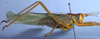 CollectionObject 1504193; 9b21458e-b9c0-4f22-9a3f-51a0112ec8b1: male habitus, lateral view (holotype). (CollectionObject).