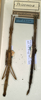 CollectionObject 1559494; NMW 554, 2ab62b52-d301-475b-a517-c91bd4ffb040: copyright NMW, Vienna. female of Prisomera modestum (lectotype / paralectotype). (CollectionObject).