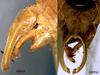 CollectionObject 1517552; 3e012e62-0682-462b-9ffd-b41a235a5740: male subgenital plate and cerci (tips of subg. pl. broken off) (holotype). (CollectionObject).