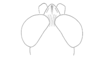 Hylopedetes mirandus Rehn, 1929: Fig. 8C. male head, orsal view. (Otu).