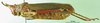 CollectionObject 1501825; a11ef285-65b2-4b94-badd-36e5a55103f1: female, lateral view (paralectotype of Taphronota vinacea, according to Kevan not conspecific with type of vinacea but rather subverrucosa). (CollectionObject).