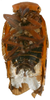 Habitus ventral view: !! display not done !! on Platybrachys lanifer (Stål, 1854) now Platybrachys decemmacula (Walker, 1851): (Observation).