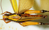 CollectionObject 1498828; 1783afad-7590-4bb1-b9be-3e5e70c2c749: 2012. female, dorsal view. (CollectionObject).