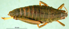 CollectionObject 1502092; 92a8e053-7c20-46f7-83ab-cab68043261d: female, dorsal view (paratype). (CollectionObject).