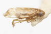 Habitus, lateral view: !! display not done !! on Xestocephalus pulicarius Van Duzee, 1894: (Observation).