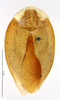CollectionObject 1587233; MNHN(SF IMPORT DUPLICATE) MNHN-EP-EP1166, f8eff6e5-75be-4b80-8d9d-280ba2dc8845: CC BY-NC-ND 4.0/MNHN - Depraetere Marion - 2014. Non type, female. Specimen number: MNHN-EP-EP1166. http://coldb.mnhn.fr/catalognumber/mnhn/ep/ep1166. (CollectionObject).