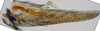 Pygofer, lateral view: !! display not done !! on T4412: Loeia Duan, 2017: (Observation).