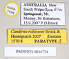 CollectionObject 1562685; a3ff7401-7614-4afe-9c29-41aa032259b4: copyright Natural History Museum, London. male, data labels (paratype). (CollectionObject).;CollectionObject 1562686; f32ddbbd-4c7b-4867-a04f-7a617b041ec1: copyright Natural History Museum, London. male, data labels (paratype). (CollectionObject).