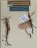 CollectionObject 1562245; NMW 1002, cfa3ce75-d85d-44aa-8c2a-7a0c5e0623b2: copyright NMW, Vienna. male of Marmessoidea conspersa (lectotype / paralectotype). (CollectionObject).