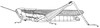 Spathosternum nigrotaeniatum (Stål, 1876): Page 71, Figure 6. female habitus. (Otu).
