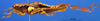 CollectionObject 1521414; fe68ce02-3220-4202-9f87-e3c6ad6f8a03: male, lateral view (holotype). (CollectionObject).
