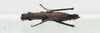 CollectionObject 1573616; ec820636-56b1-4002-8518-9ec164e166a1: female, dorsal view (paratype). (CollectionObject).;CollectionObject 1573617; 09ead462-e128-4fd4-a9ea-f82bdfbb5955: female, dorsal view (paratype). (CollectionObject).