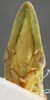 Head: !! display not done !! on Dorycephalus hunnorum Emeljanov, 1964: (Observation).