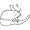 Pygofer, lateral view on Dikrella (Readionia) readionis (Lawson, 1930): Genital capsule, lateral view. (Observation).
