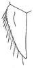 Subgenital plate, ventral view on Bahita amapana Linnavuori & DeLong, 1978: Bahita amapana, subgenital plate, ventrally. (Observation).