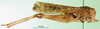 CollectionObject 1570318; b5ea7cb5-1914-464d-a56d-f0e1433c616b: male, lateral view (paratype of Gastrimargus foveolarum). (CollectionObject).