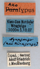 CollectionObject 1501792; dc7087f1-756f-412d-975a-ade6dc92c8ea: labels (allotype). (CollectionObject).
