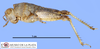 CollectionObject 1513196; 1b333afb-918d-490a-8ba3-234be4bc9450, MLP3495/1-2: female, lateral view (paratype). (CollectionObject).