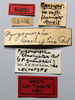 CollectionObject 1565604; da803db7-4b3f-4e3c-a597-0a5bcc0be9e4: labels (lectotype of Pyrgomorpha brachyptera). (CollectionObject).