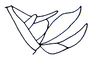 Xyronotus cohni Dirsh & Mason, 1979: Fig. 4, 12. ovipositor, lateral view. (Otu).