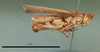 Paracharora popovi Fishelson, 1993: male, lateral view (holotype). (Otu).