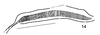 Arnobia ocellata (Ingrisch, 1994): stridulatory apparatus. (Otu).