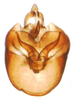 Pygofer, ventral view on Paraliburnia kilmani (Van Duzee, 1897): (Observation).